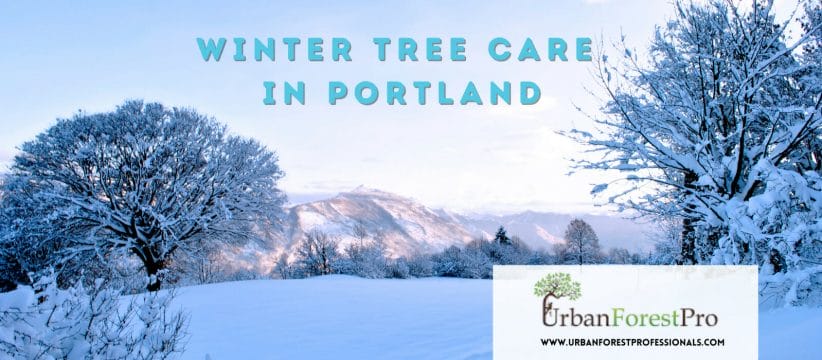 Urban Forest Pro Winter Tree Care in Portland, OR
