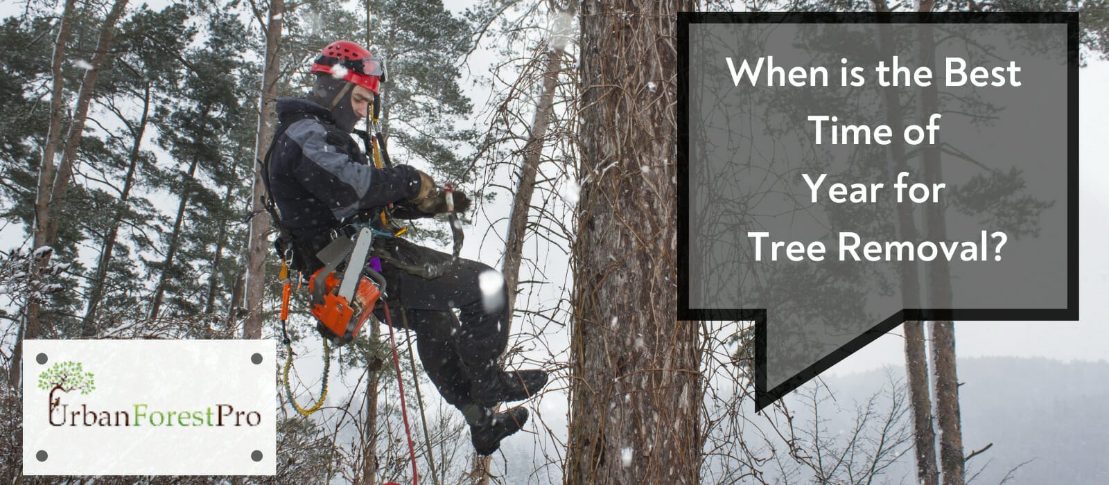 Urban Forest Professionals When is the Best Time of Year for Tree Removal