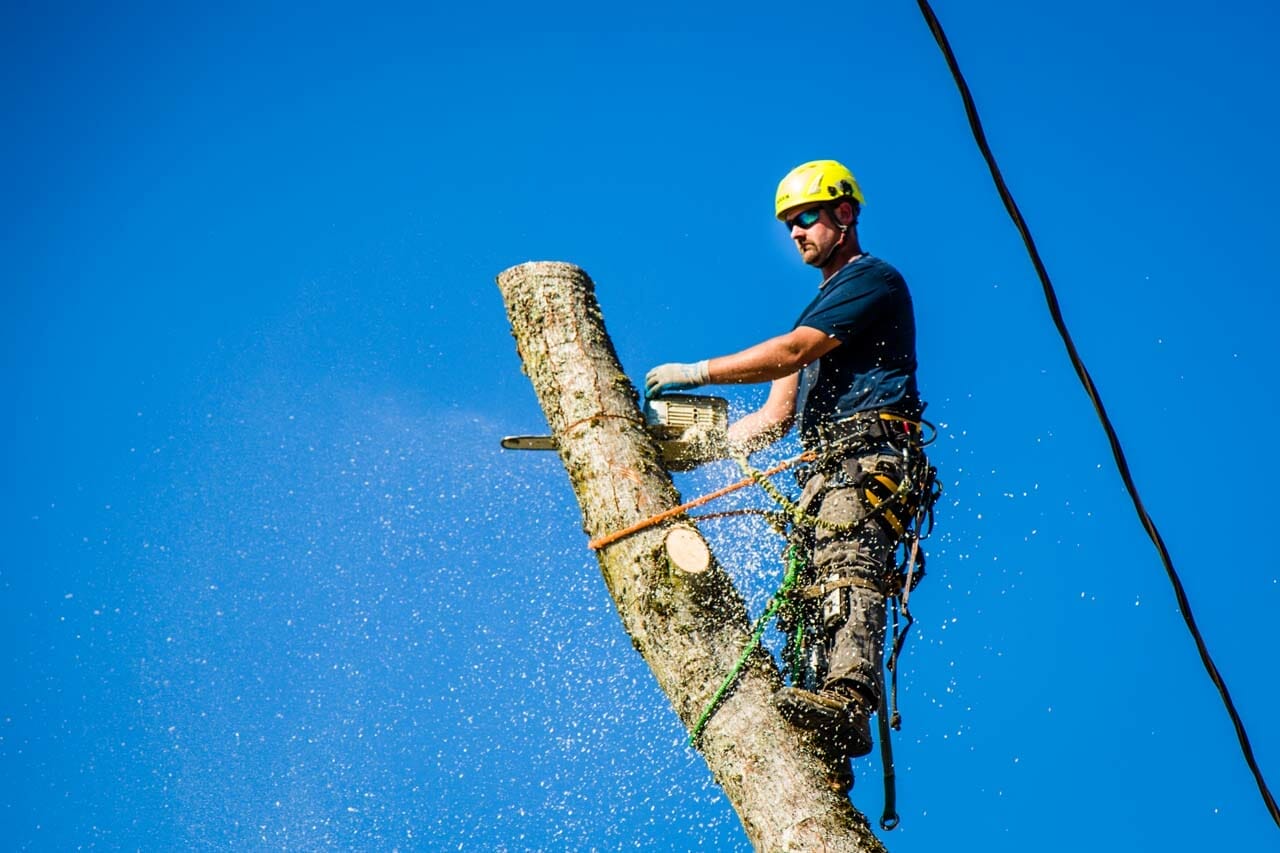 What Is A Certified Arborist And What Exactly Do They Do