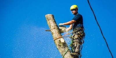 certified arborist with tree removal services in Gresham