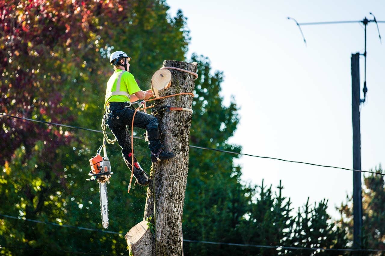 Milwaukie, Oregon Tree Services - Tree Removals & Pruning Near You