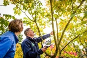 Arborist inspecting tree for pest damage