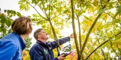 Arborist inspecting tree for pest damage