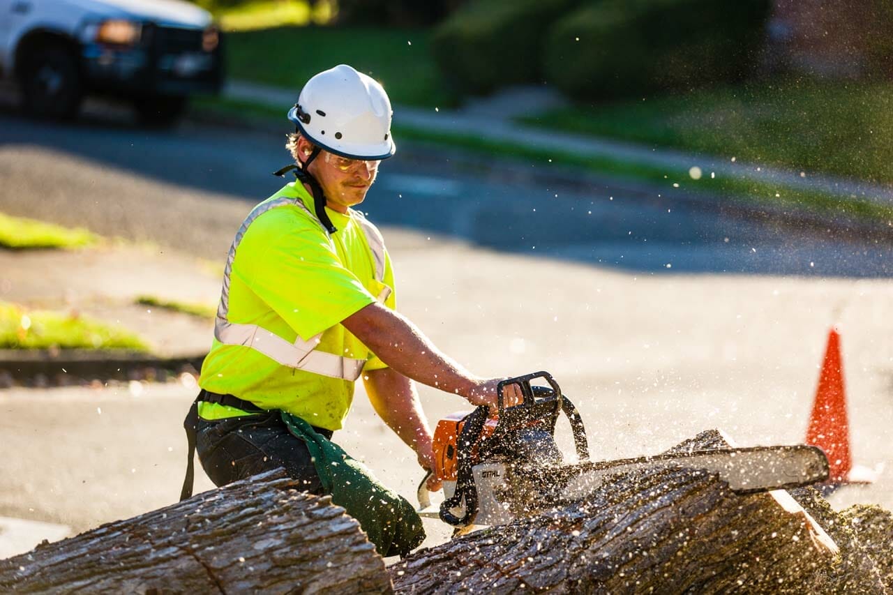 Certified Arborist Providing Tree Trimming Services