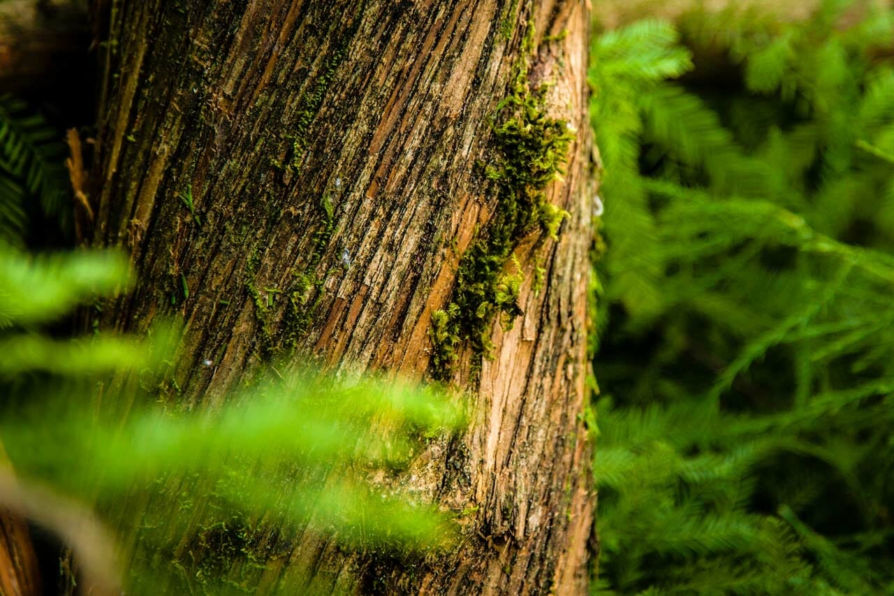 Portland Oregon Tree with Moss