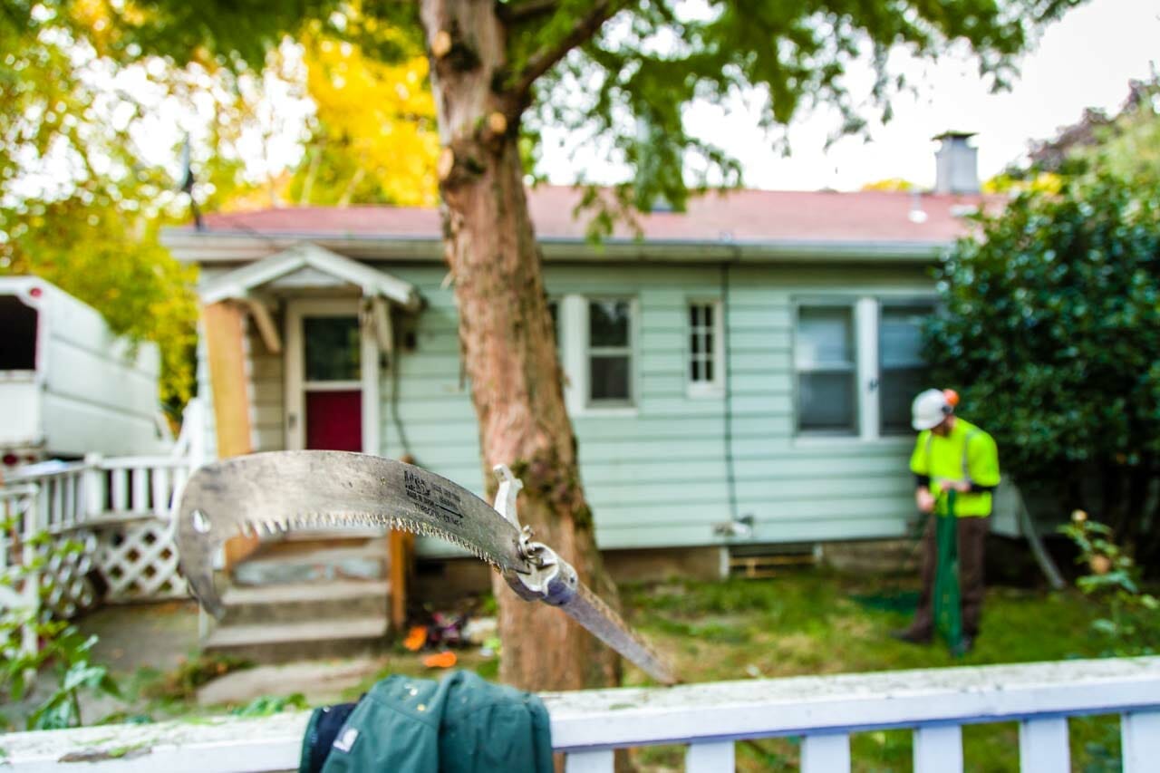 Tree Trimming in Portland Oregon