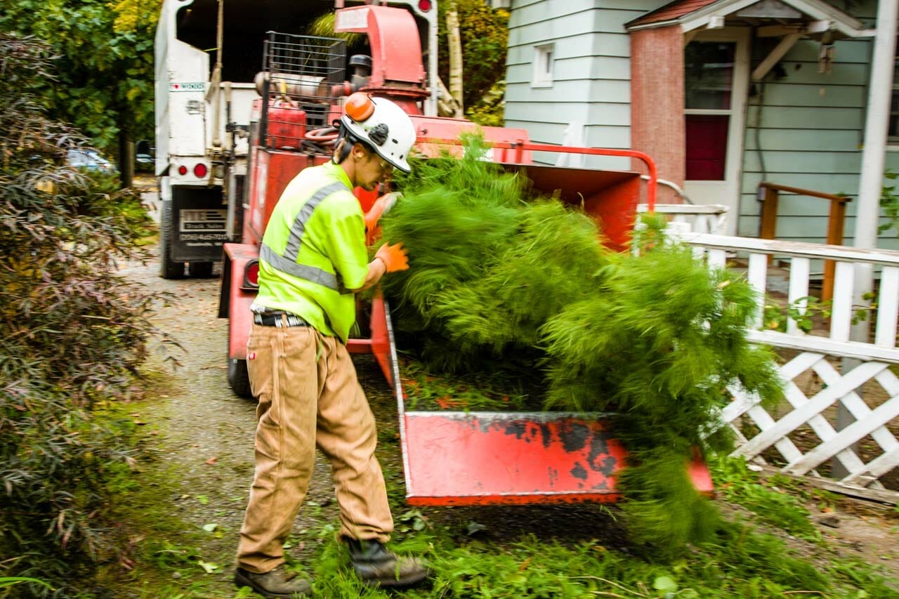 Tree Care Services in Portland Oregon