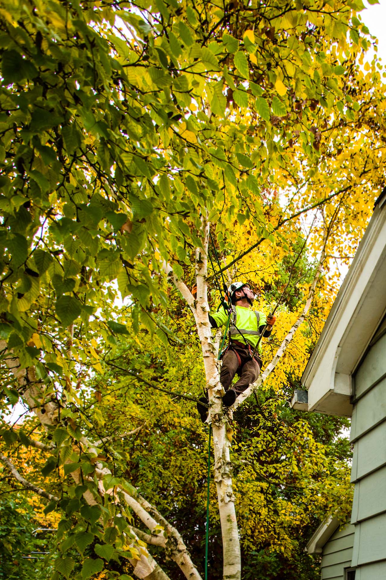 Portland Tree Trimming