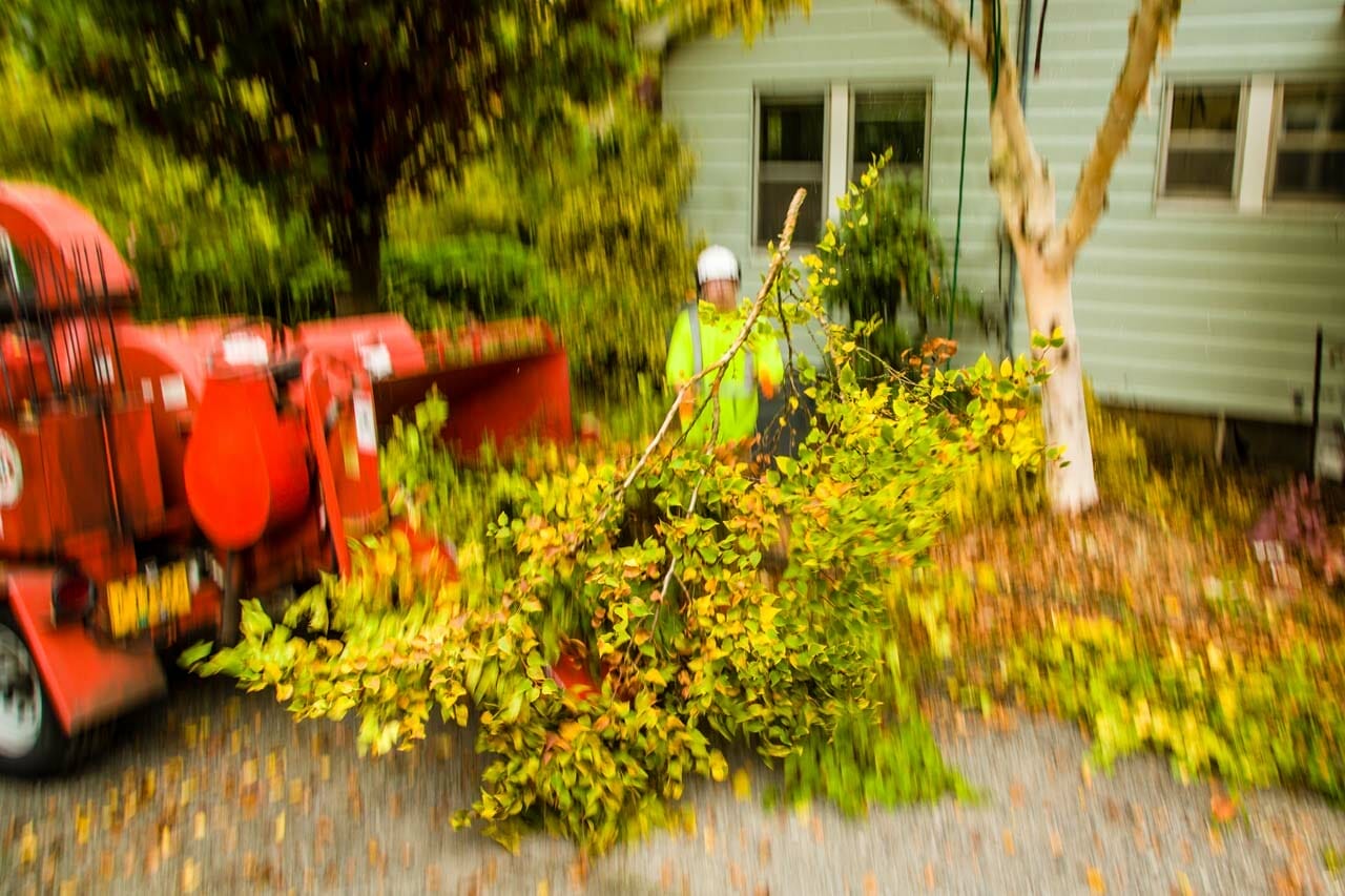 Tree Care in Portland Oregon