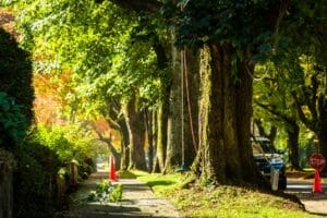 Urban Trees