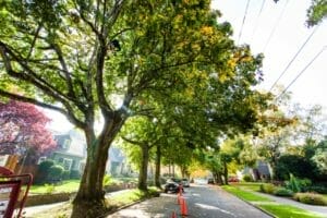 Portland city trees