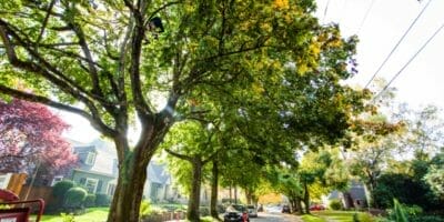 Portland city trees