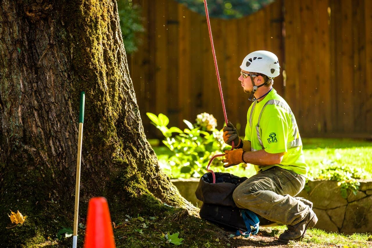 Tree Care Service from a Certified Arborist