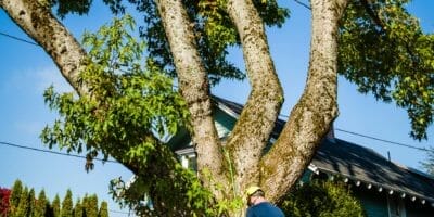 Professional Tree Pruning
