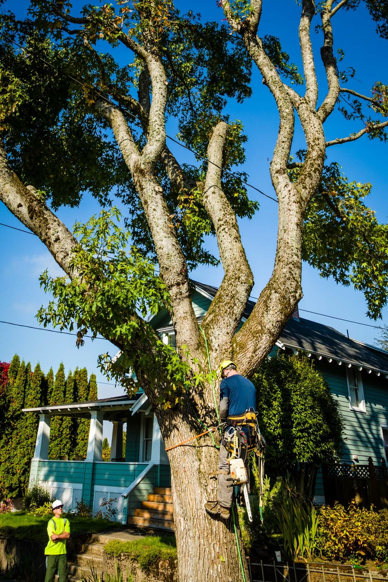 Professional Tree Pruning