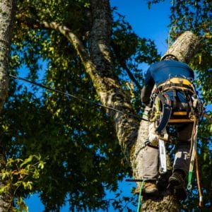 Height Reduction Pruning Portland OR