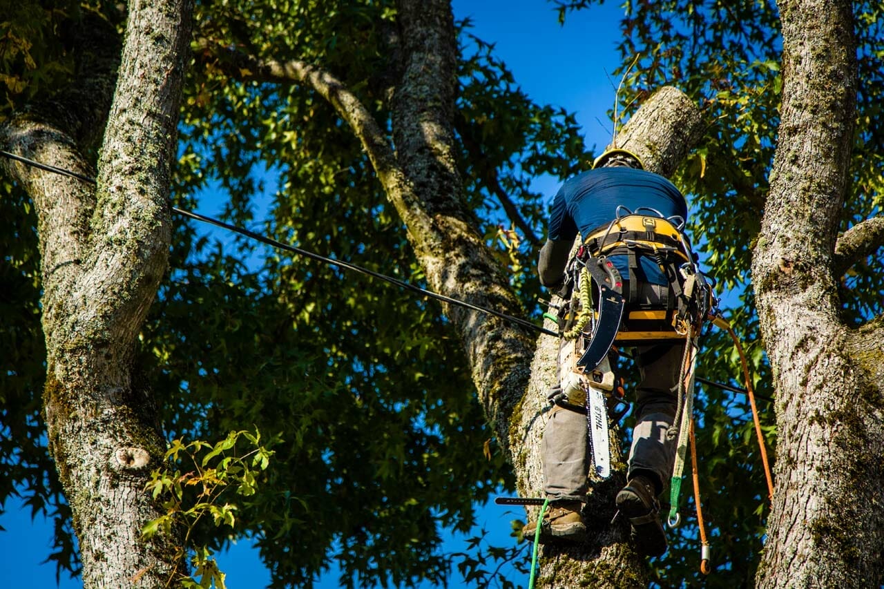 Tree Pruning in Portland Oregon