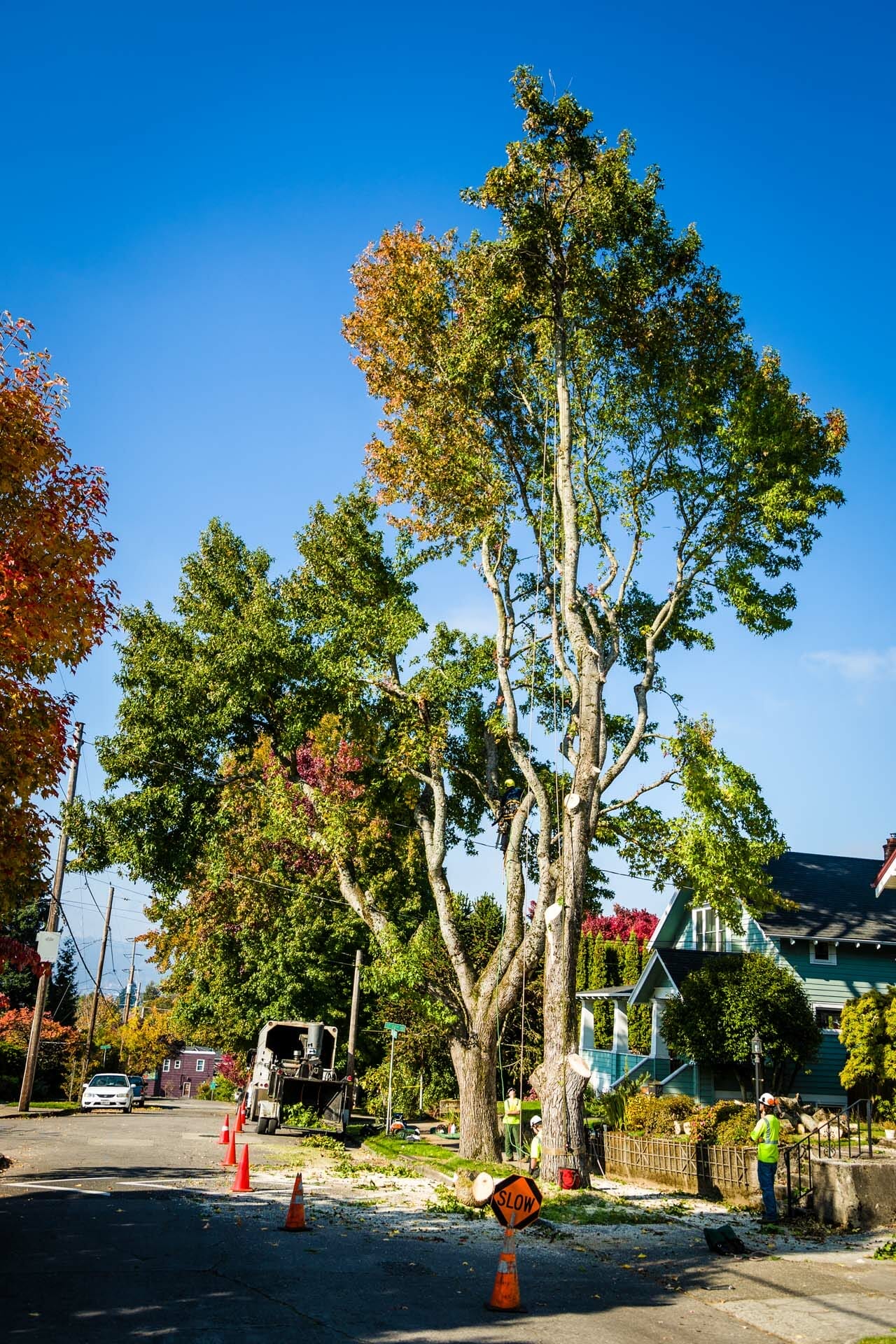 Tree Care Services with Safety Measures