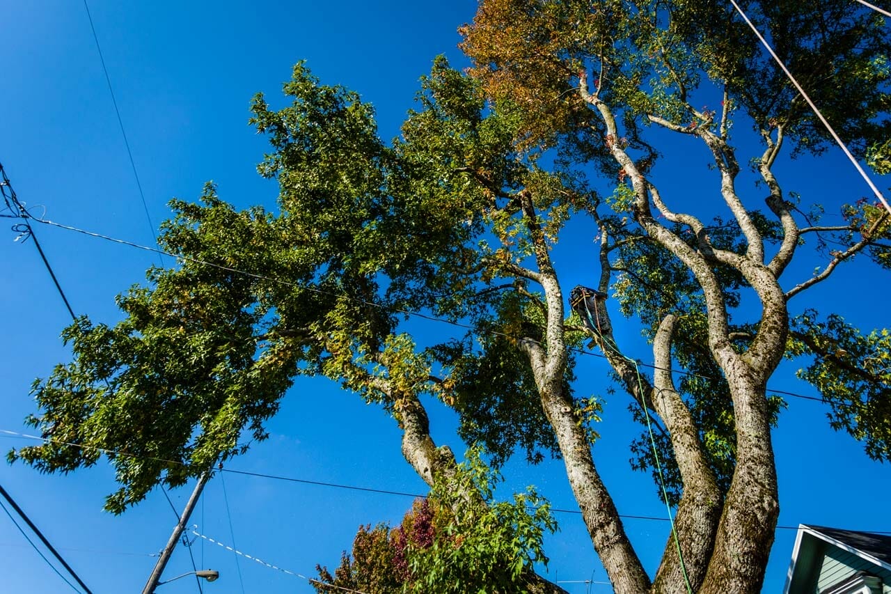 Tall Tree in Portland Oregon