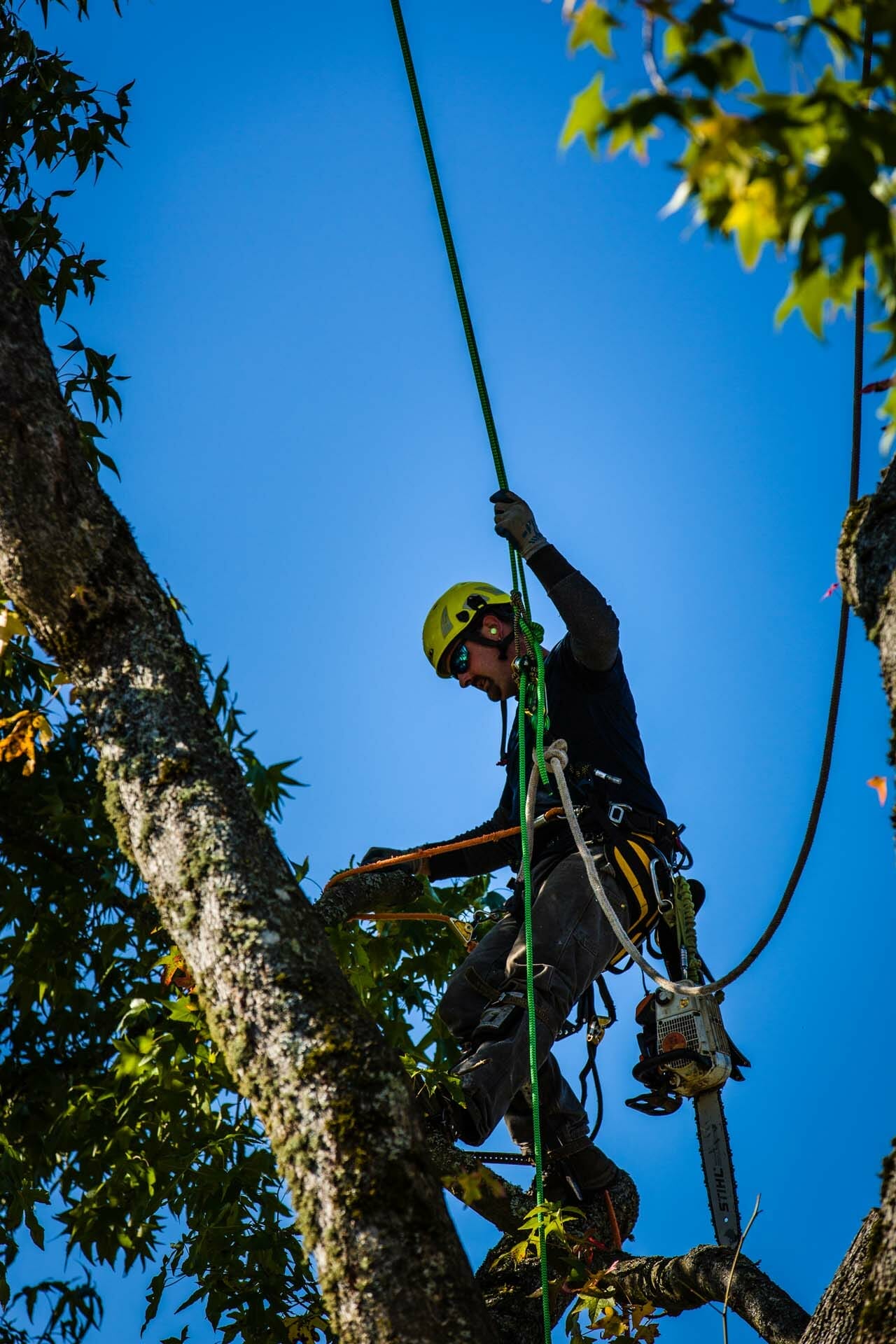 Tree Pruning with Safety Equipment