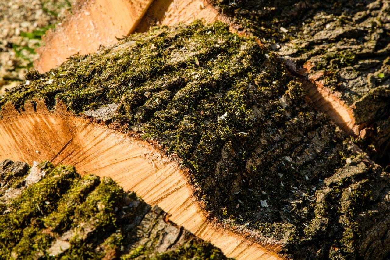 Stump Grinding Services