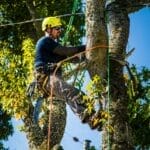 Tree Trimming Portland OR