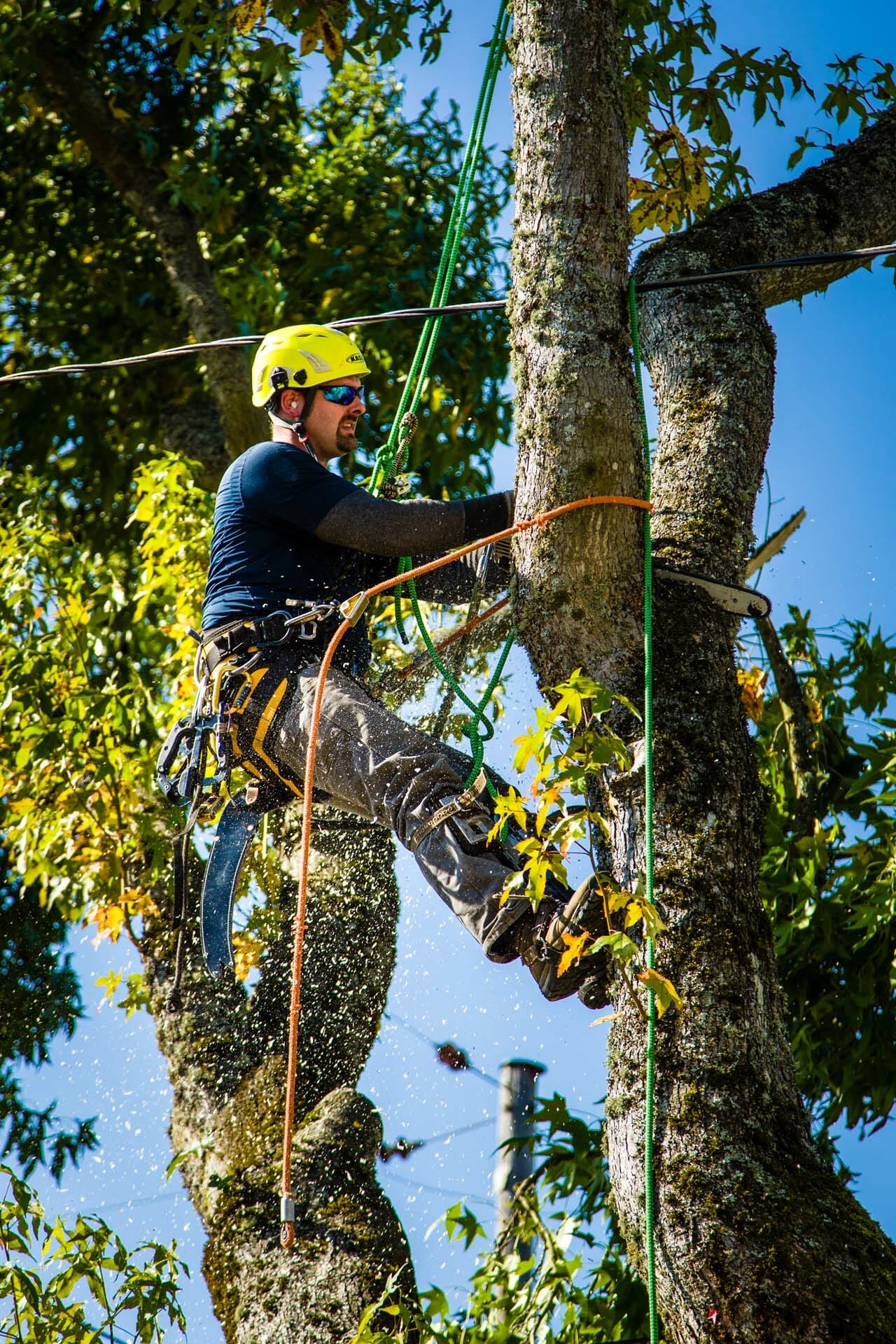 Portland Tree Removal - Urban Forest Professional