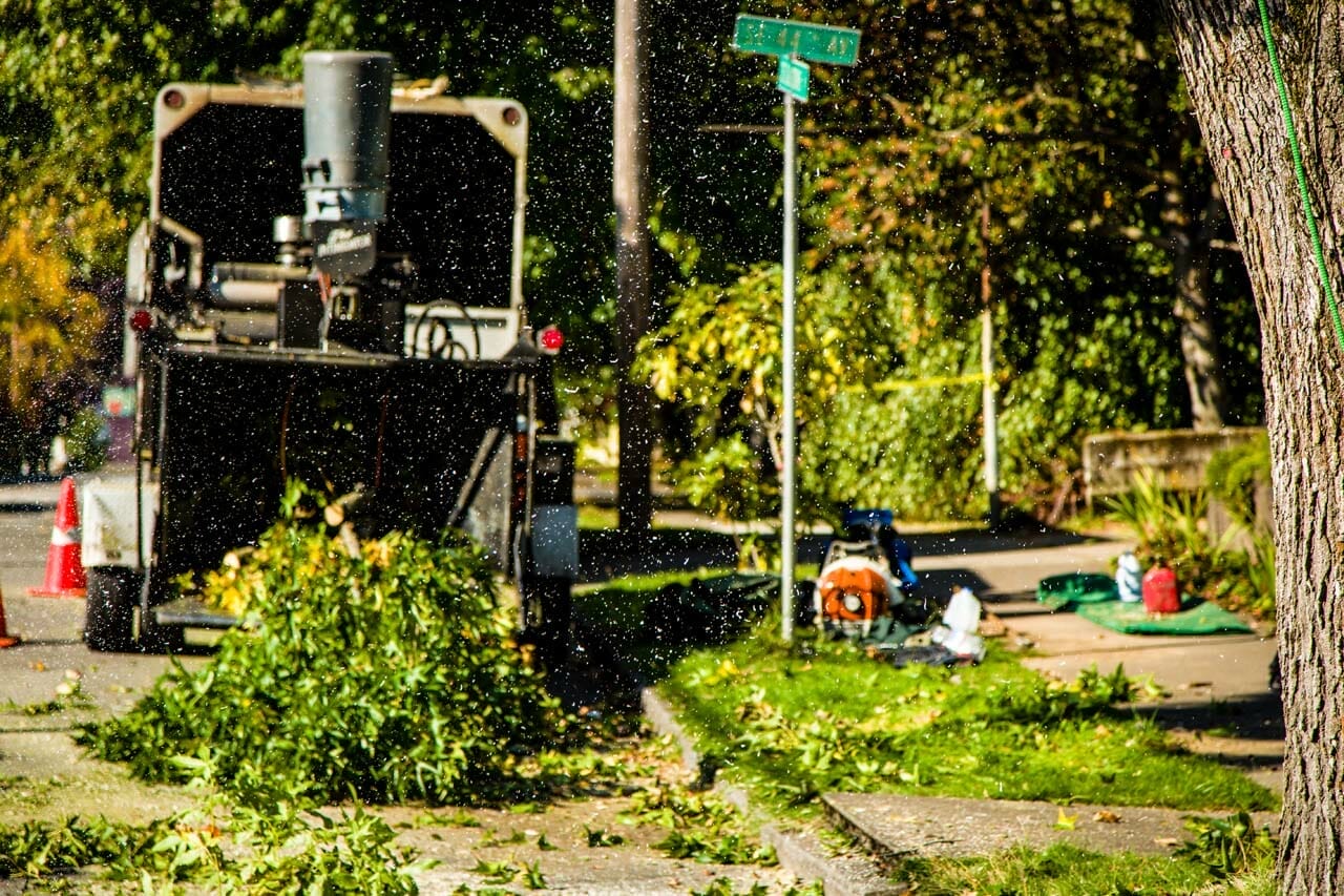 Professional Tree Care Service on Portland Street