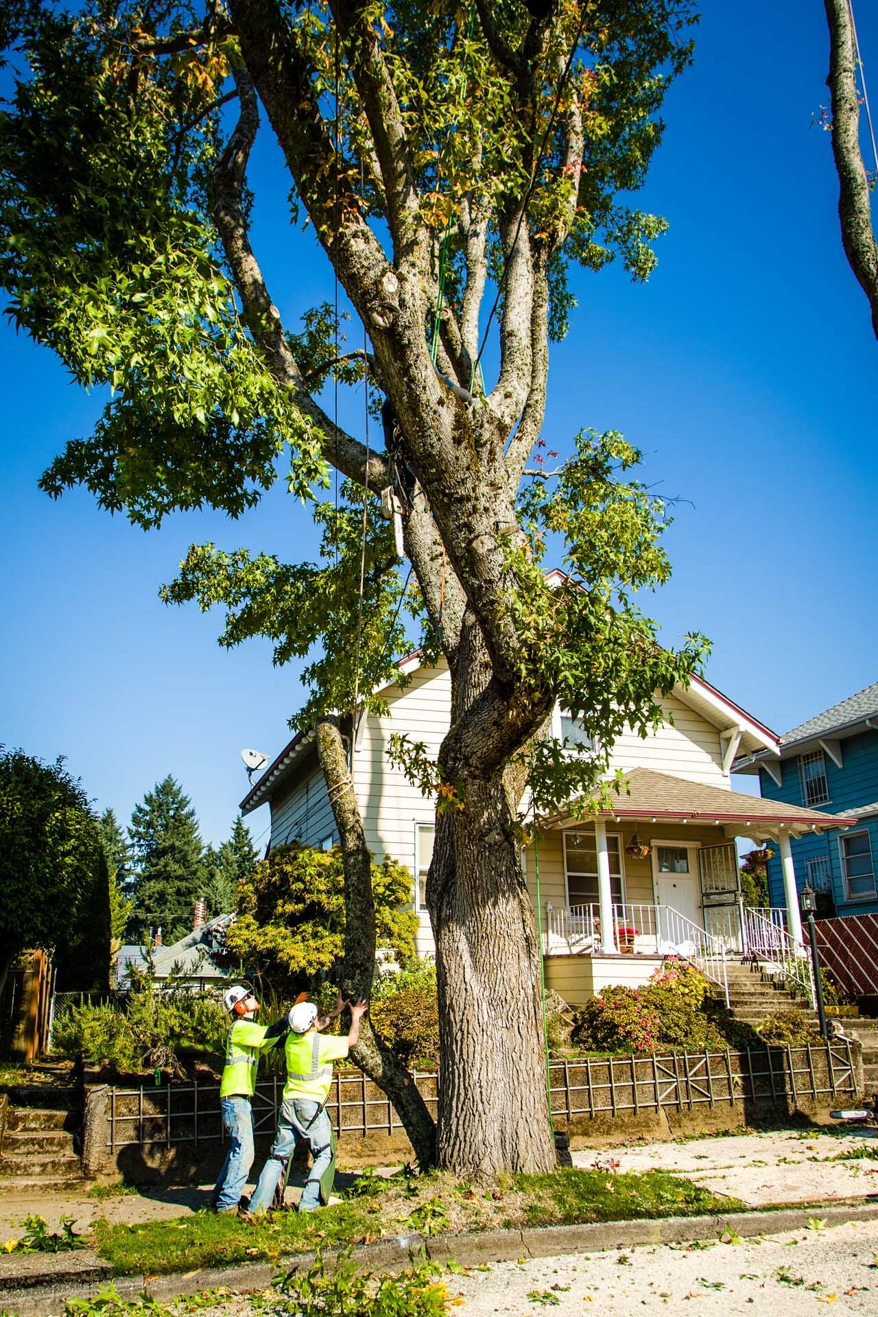 Safe and Professional Tree Pruning