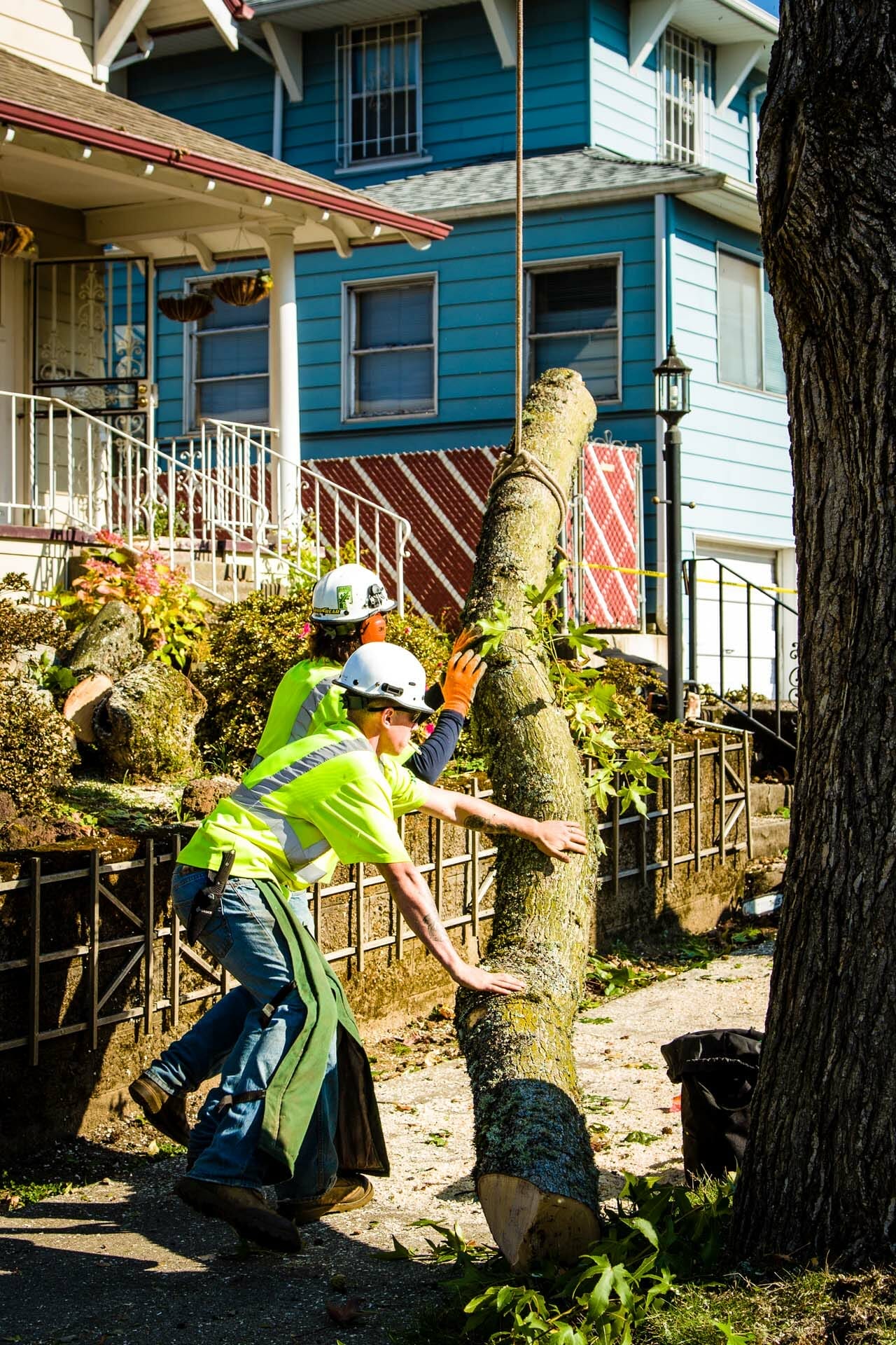 Certified Arborists Trimming Tree at Portland Home