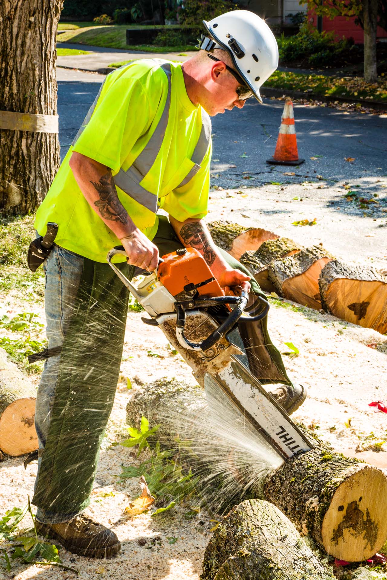 Tree Trimming Clean Up