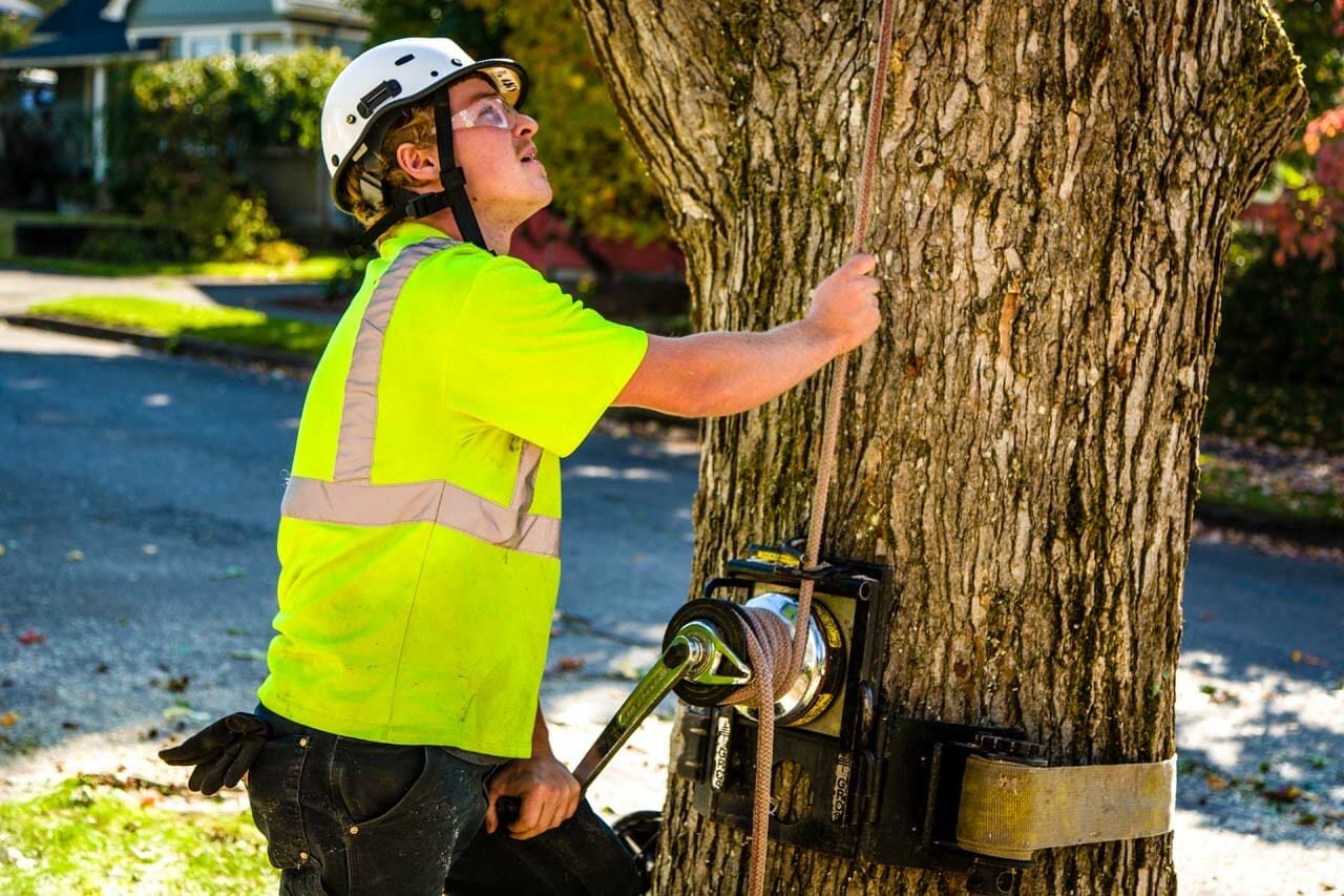 Safely Trimming Trees in Portland Oregon