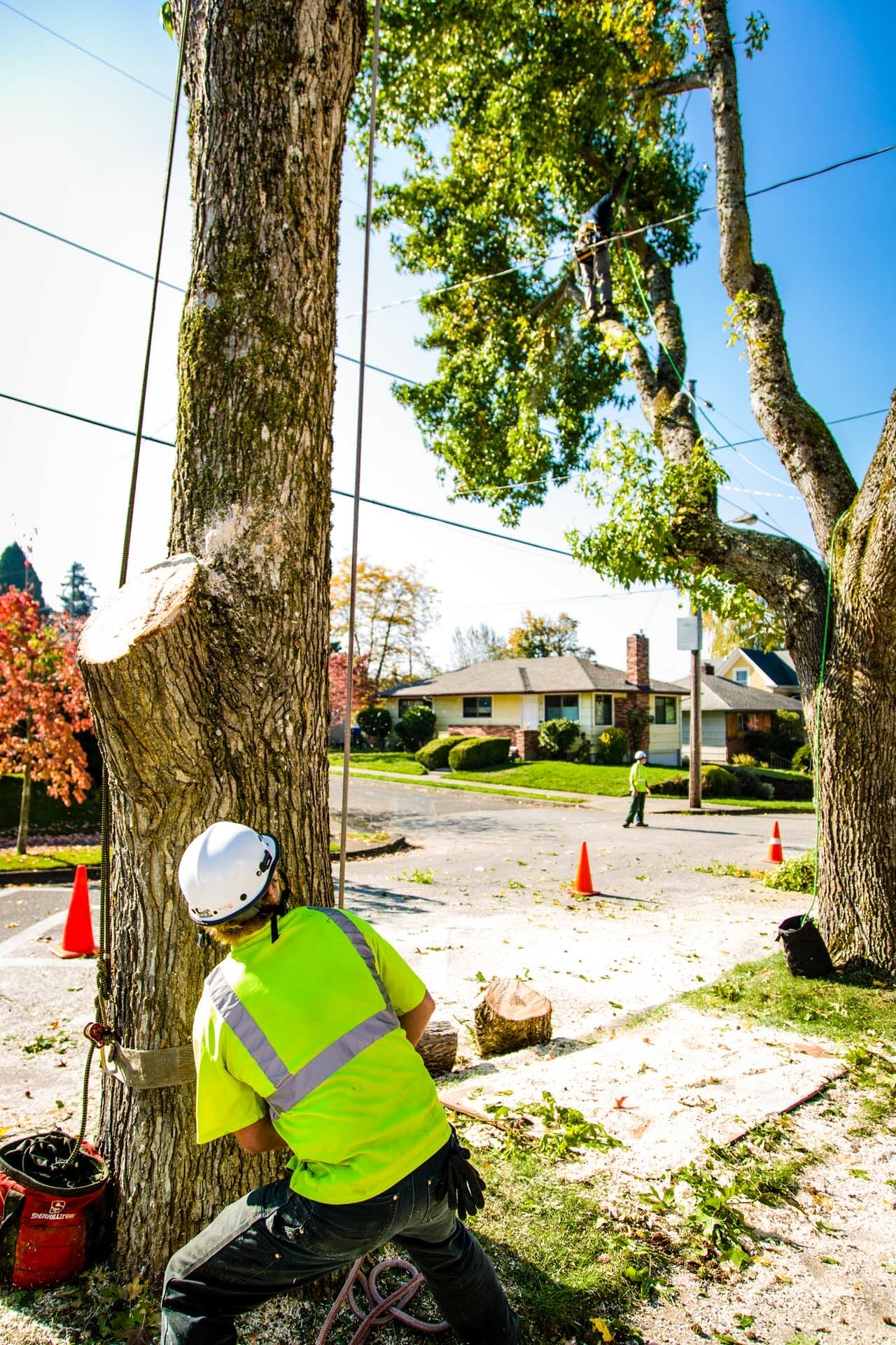 Trimming Tree on Site in Portland Oregon