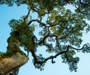 Trees to Attract Birds in Portland