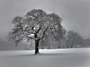 Winter Tree care