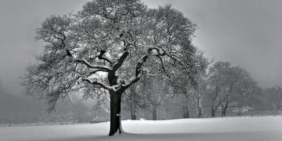 Winter Tree care