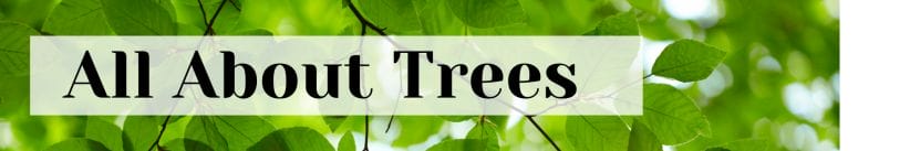 all about trees urban forest pro