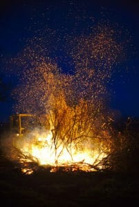 small tree on fire