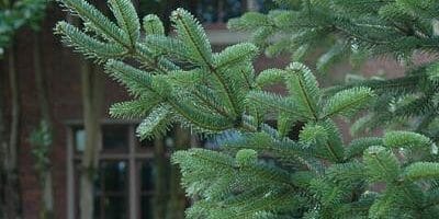 Fir Tree Branch