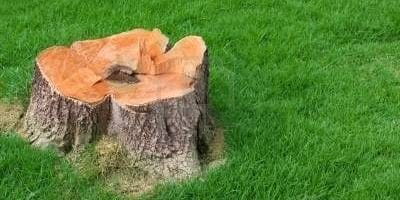 Picture of a stump in the aftermath of deciding when to remove a tree.