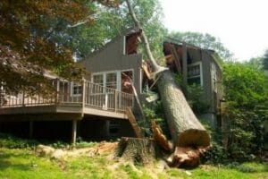 Tree on House