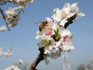 bee pollinating tree blossom