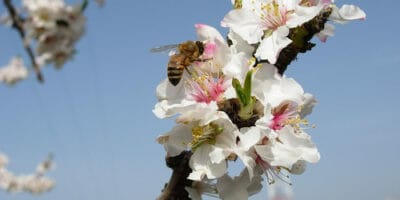 bee pollinating tree blossom