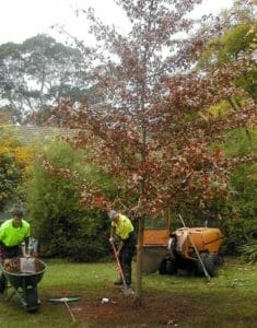 Urban Forest Pro arborists planting a tree