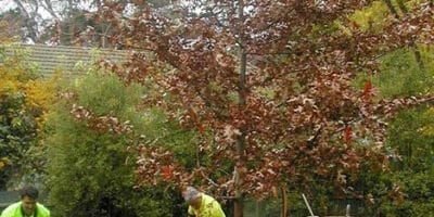 Urban Forest Pro arborists planting a tree