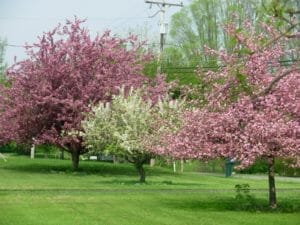 Trees in the Spring