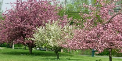 Trees in the Spring tree care tips for spring