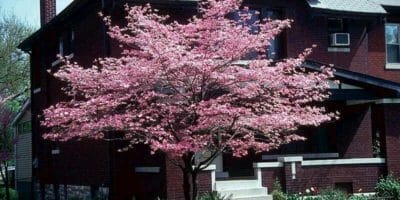 Trees improve home value.