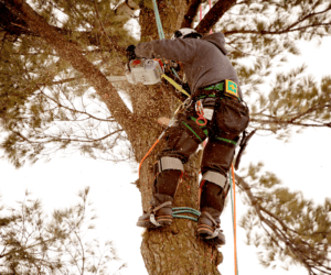 Legal Processes Involved in Removing Trees