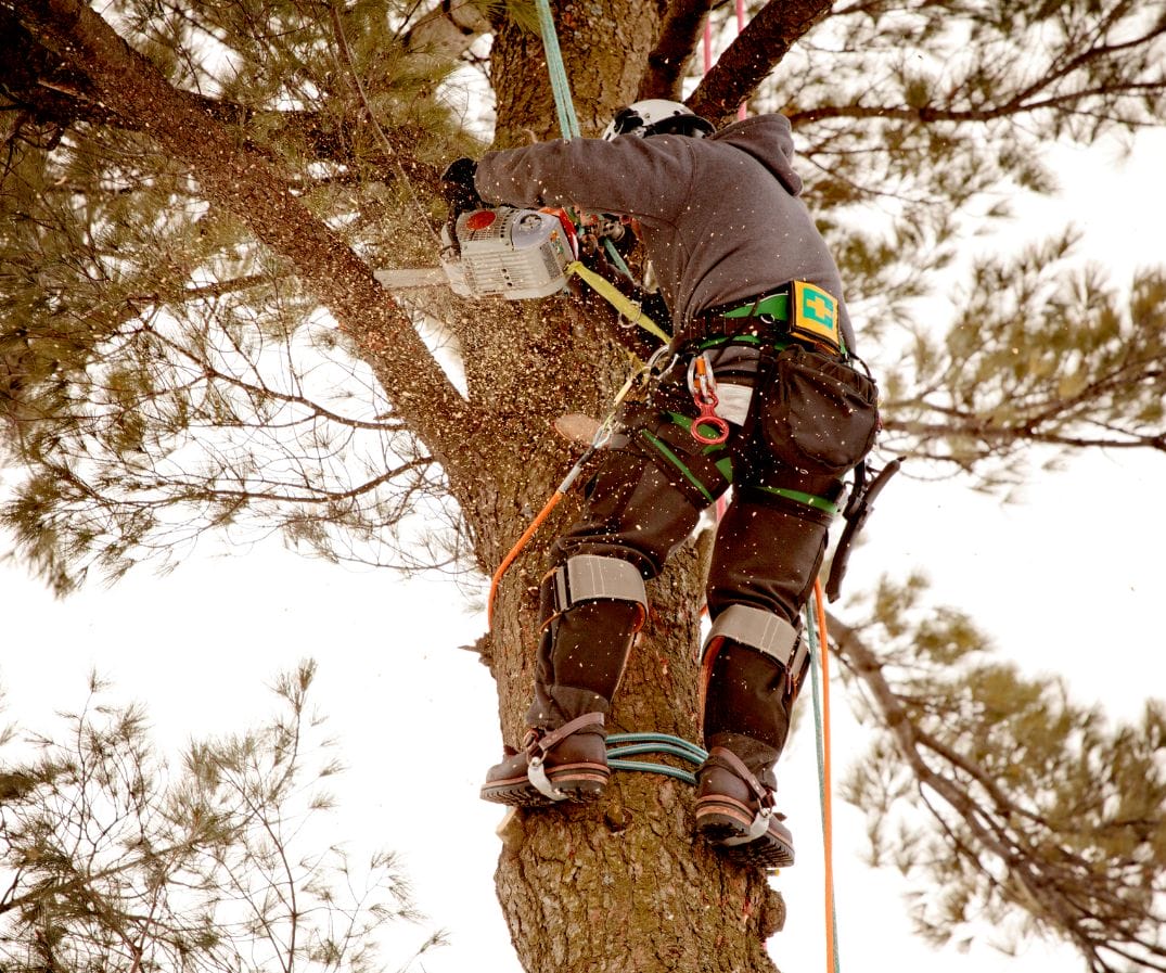 What is the Best Time of Year for Tree Removal Urban Forest